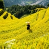 mountains, plateau, step, field, nature, people, rice, countryside, outdoors, agriculture